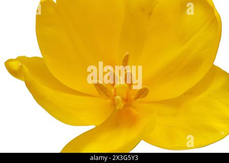 Tulipe jaune délicate sur fond blanc comme une conception de carte de voeux sur le thème des fêtes. Placer pour le texte. Horizontal. Photo en haute qualité Banque D'Images