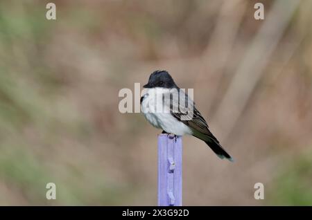 Kingbird de l'est, Tyrannus tyrannus, assis sur un poteau de clôture Banque D'Images