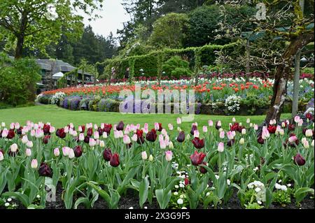 Fleurs de printemps et bulbes en pleine fleur colorée dans les beaux jardins du parc immobilier Banque D'Images