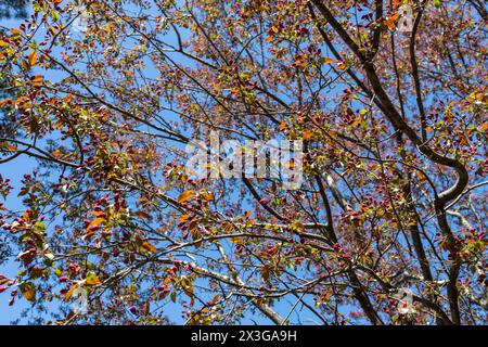 Fond plein cadre de texture inférieure de branches d'arbre de crabier en herbe avec fond de ciel bleu Banque D'Images
