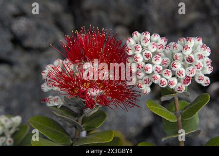 Fleurs de l'arbre Lehua et les bourgeons. Banque D'Images