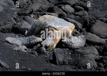 Tortues reposent sur la plage de sable noir sur Big Island, Hawaï. Banque D'Images