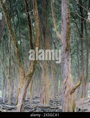 Forêt de pins à Big Island Hawaii. Banque D'Images