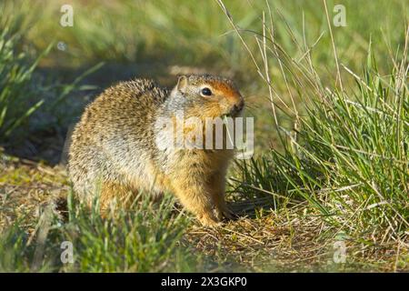 Un écureuil colombien mignon est à l'extérieur de son terrier mangeant un brin d'herbe au Turnbull Wildlife refuge près de Cheney, Washington. Banque D'Images