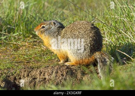 Un petit écureuil terrestre colombien se trouve à côté de son terrier au Turnbull Wildlife refuge près de Cheney, Washington. Banque D'Images