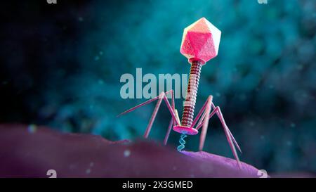 Illustration d'un bactériophage (phage) transférant son ADN (acide désoxyribonucléique) dans une nouvelle cellule hôte bactérienne. La phagothérapie, ou phagothérapie, est l'utilisation thérapeutique des bactériophages pour le traitement des infections bactériennes pathogènes. Banque D'Images