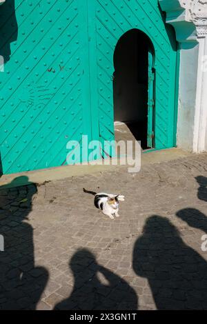 Chat blanc et noir couché sur une rue ensoleillée, entouré d'ombres de personnes prenant des photos.. Banque D'Images