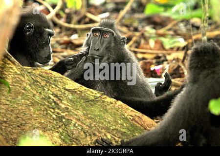 Macaques à crête (Macaca nigra) ayant une interaction sociale alors qu'ils étaient assis autour d'une grande racine d'arbre dans la forêt de Tangkoko, Sulawesi du Nord, Indonésie. Le changement climatique est l’un des principaux facteurs affectant la biodiversité dans le monde à un rythme alarmant, selon une équipe de scientifiques dirigée par Antonio Acini Vasquez-Aguilar dans son article de mars 2024 sur environ Monit Assess. L’Union internationale pour la conservation de la nature (UICN) affirme également que la hausse des températures a entraîné des changements écologiques, comportementaux et physiologiques dans les espèces sauvages et la biodiversité. Banque D'Images