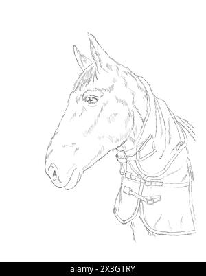 Portrait du cheval Bay American Quarter en manteau d'hiver. Dessin artistique à la main noir et blanc. animal de ferme et concept de nature. Banque D'Images