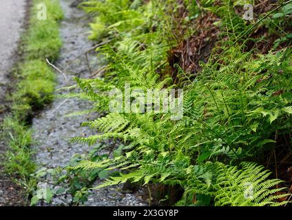 Dame fougère (Athyrium filix-femina), au bord de l'eau, Rhénanie du Nord-Westphalie, Allemagne Banque D'Images