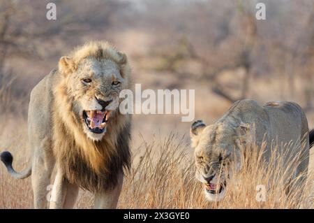 Lions africains (Panthera leo melanochaita), deux adultes, mâle et femelle borgne, marchant dans la grande herbe sèche en rugissant, lumière du matin, Kruger Na Banque D'Images