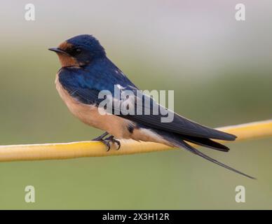 Barn Swallow adulte mâle perché sur un fil. Palo Alto Baylands, comté de Santa Clara, Californie. Banque D'Images