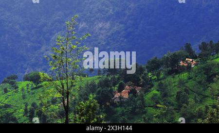 panorama des collines verdoyantes de la montagne nilgiri et champ de terrasse, jardin de thé de coonoor près de la station de colline ooty à tamilnadu, sud de l'inde Banque D'Images