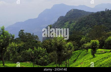 panorama des collines verdoyantes de la montagne nilgiri et champ de terrasse, jardin de thé de coonoor près de la station de colline ooty à tamilnadu, sud de l'inde Banque D'Images