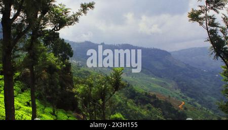 panorama des collines verdoyantes de la montagne nilgiri et champ de terrasse, jardin de thé de coonoor près de la station de colline ooty à tamilnadu, sud de l'inde Banque D'Images