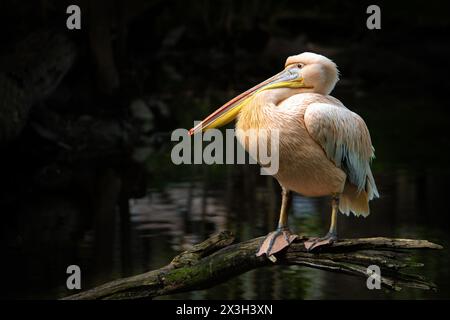 Pelecanus onocrotalus - Grand pélican blanc assis sur une branche regardant vers la gauche Banque D'Images