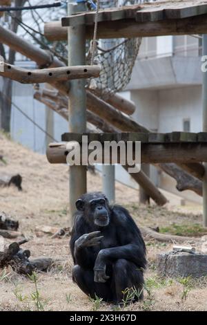 Chimpanzé (Pan troglodytes) dans son enclos au zoo de Tama, Hino, Tokyo, Japon Banque D'Images