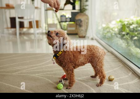 Propriétaire donnant des friandises pour chien pour effectuer des tours Banque D'Images