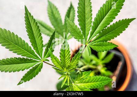 Cannabis Steckling, Anbau für den Eigenkonsum Legal, Topfpflanze, cannabis-Legalisierung, München, avril 2024 Deutschland, München, avril 2024, cannabis Steckling, Anbau zuhause, cannabis kerosene Krash, Hat 17 % THC-Gehalt, Symbolfoto cannabis-Freigabe, cannabis Legalisierung, jeder Erwachsene darf für den Eigenkonsum bis zu drei Cannabispflanzen anbauen, Bayern *** boutures de cannabis, culture pour usage personnel légal, plante en pot, légalisation du cannabis, Munich, avril 2024 Allemagne, Munich, avril 2024, boutures de cannabis, culture à la maison, souche de cannabis kérosène Krash, a 17 THC conte Banque D'Images