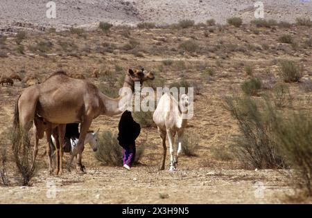 Bédouin fille marche avec un chameau femelle et son bébé dans le désert Banque D'Images