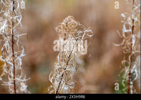 Séché Rosebay Willowherb - Chamaenerion angustifolium - tête de graine en automne, Angleterre Banque D'Images