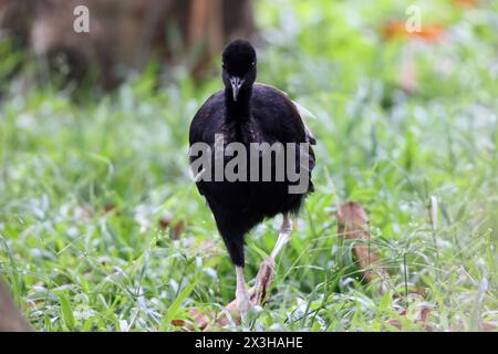 Le trompettiste à ailes grises (Psophia crepitans) appartient à une petite famille d'oiseaux, les Psophiidae. Cette photo a été prise en Colombie. Banque D'Images