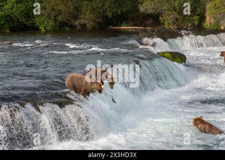 Ours bruns pêchant le saumon à Brooks Falls. Saumon rouge saumon sockeye sautant dans les cascades. Parc national de Katmai. Alaska. Banque D'Images