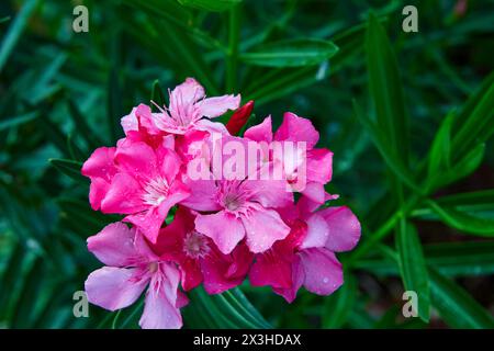 Gros plan d'Oleander rose fleurissant dans le jardin Banque D'Images