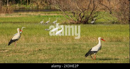 Cigognes blanches et Ardeidae (aigrettes et hérons) dans le marais, réserve naturelle d'Aiguamolls de l'Emporda, Catalogne, Espagne Banque D'Images