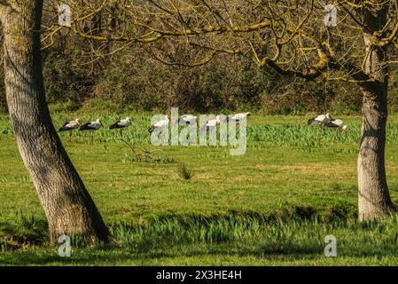 Cigognes blanches dans la prairie humide, réserve naturelle Aiguamolls de l'Emporda, Catalogne, Espagne Banque D'Images