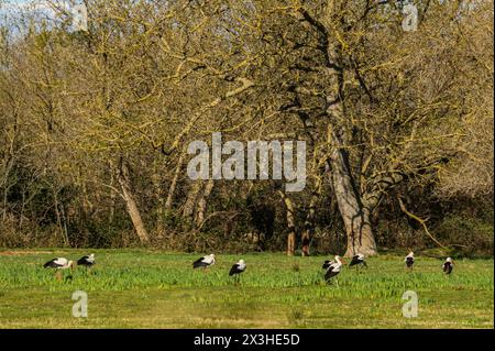 Cigognes blanches dans la prairie humide, réserve naturelle Aiguamolls de l'Emporda, Catalogne, Espagne Banque D'Images