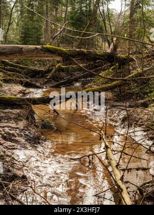 Là où la rivière coule près des falaises de Licu-Langu, les arbres tombés forment un pont naturel, offrant un passage au milieu de la nature sauvage de la Lettonie Banque D'Images