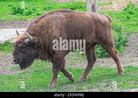 Mâle bison européen adulte, (Bison bonasus), marchant dans une prairie verte Banque D'Images