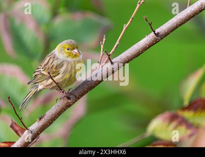 canari Atlantique, (Serinus canaria), sur une branche, à Tenerife, îles Canaries Banque D'Images
