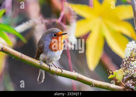 robin européen, (Erithacus rubecula superbus), chantant perché sur une branche avec fond végétal, à Tenerife, îles Canaries Banque D'Images