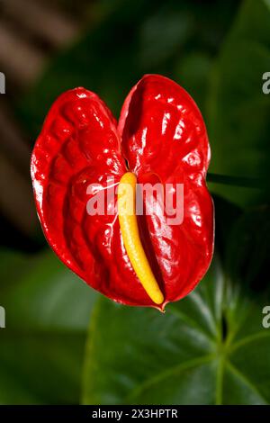 Anthurie, Authurium, fleur de flamant rose Banque D'Images