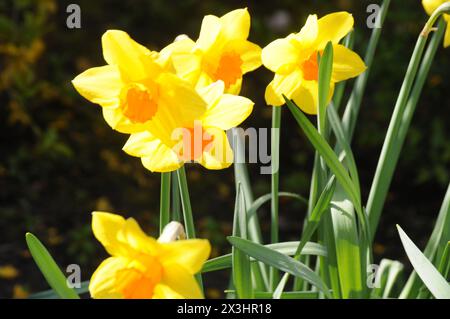 Copenhague, Danemark /27 avril 2024/.Daffodils fleurs andothr fleurs et plantes dans la capitale Copenhague. (Photo.Francis Joseph Dean/Dean Pictures)(ne pas utiliser dans le commerce uniquement à des fins éditoriales) Banque D'Images