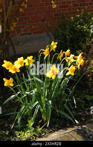 Copenhague, Danemark /27 avril 2024/.Daffodils fleurs andothr fleurs et plantes dans la capitale Copenhague. (Photo.Francis Joseph Dean/Dean Pictures)(ne pas utiliser dans le commerce uniquement à des fins éditoriales) Banque D'Images