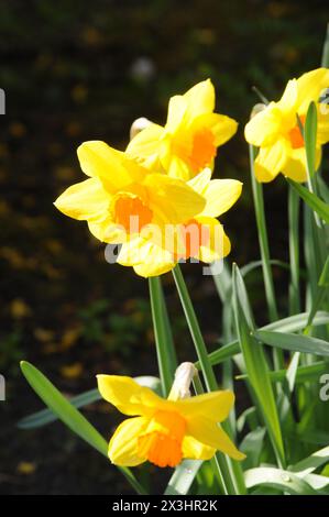 Copenhague, Danemark /27 avril 2024/.Daffodils fleurs andothr fleurs et plantes dans la capitale Copenhague. (Photo.Francis Joseph Dean/Dean Pictures)(ne pas utiliser dans le commerce uniquement à des fins éditoriales) Banque D'Images