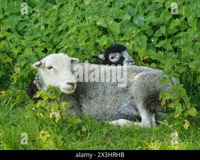 Brebis et agneau de Herdwick (Ovis aries) reposant parmi les orties sur la marge des pâturages, Coombe Bisset Down, Cranborne Chase AONB, Wiltshire, Royaume-Uni, juin. Banque D'Images