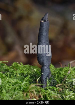 Champignon des doigts de Moll mort (Xylaria longipes) émergeant d’une bûche de Sycomore (Acer pseudoplatanus) pourrie, Castle Combe, Wiltshire, Royaume-Uni, novembre. Banque D'Images