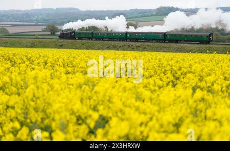 British Railways Ivatt Class 2MT Tank Engine numéro 41312 tire des wagons d'Alresford vers Ropley le deuxième jour du Spring Steam Gala sur le Mid Hants Railway, également connu sous le nom de Watercress Line, dans le Hampshire. Date de la photo : samedi 27 avril 2024. Banque D'Images