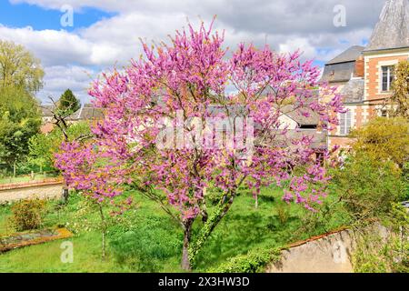 Floraison Purple Jacaranda (?) Arbre au printemps - sud-Touraine, France. Banque D'Images