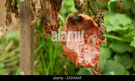 Moisissure de tomate pourrie champignon ferme agriculture bio pourriture organique rouille légumes culture des plantes mousse de serre détail gros plan mildiou moisissure sécheresse sol sec Banque D'Images