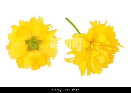 Fleur jaune de kerria japonica isolée sur fond blanc. Vue de dessus. Pose à plat Banque D'Images