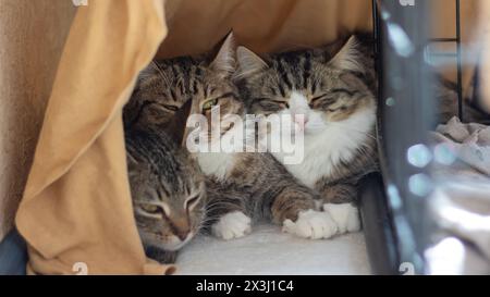 Trois Felidae, petits à moyens chats avec des moustaches et de la fourrure, sont assis dans une cage, regardant la caméra. L'un est un chat domestique à poil court. Le c Banque D'Images