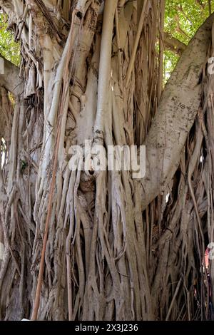 Vue rapprochée du tronc d'un vieil arbre Banyan Banque D'Images