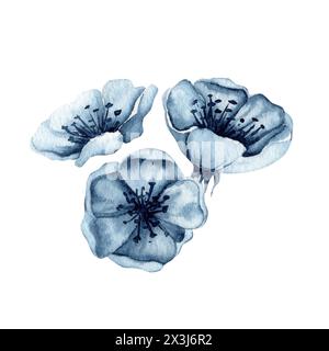 Fleurs de cerisier. Le pommier fleurit. Illustration d'aquarelle dessinée à la main isolée sur fond blanc. Éléments floraux monochromes indigo Banque D'Images
