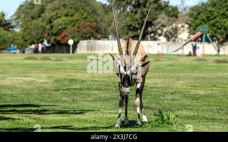 Un oryx solitaire marchant à travers une aire de jeux herbeuse, avec des enfants jouant derrière, dans la ville d'Oranjemund. Banque D'Images