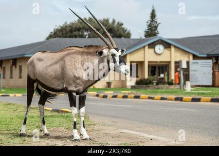 Un oryx solitaire debout sur l'herbe dans le centre de la ville d'Oranjemund. Banque D'Images